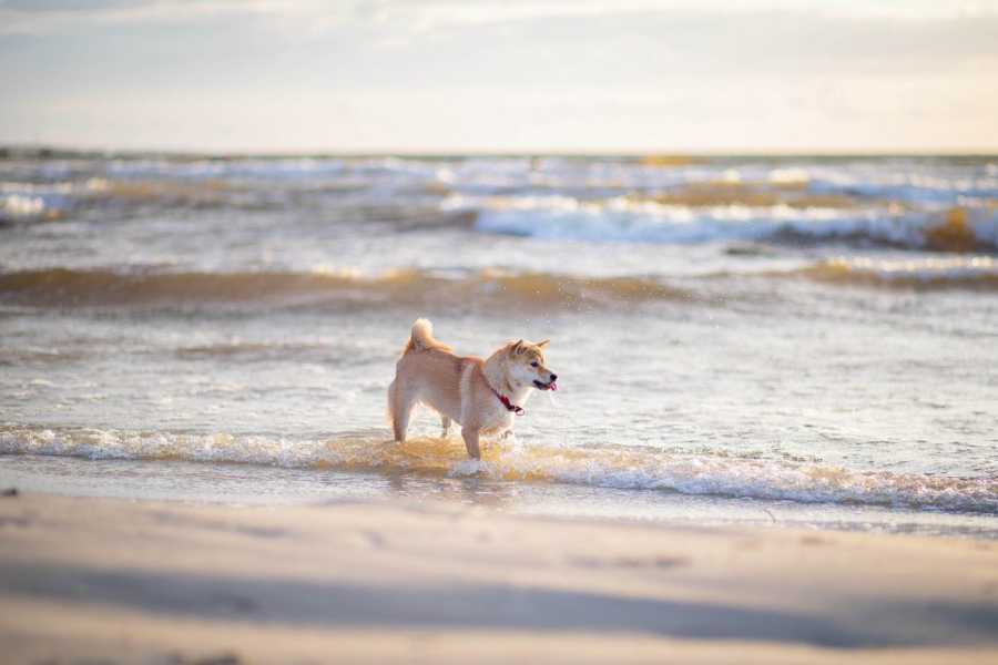 De top honden-vriendelijke stranden in Italië