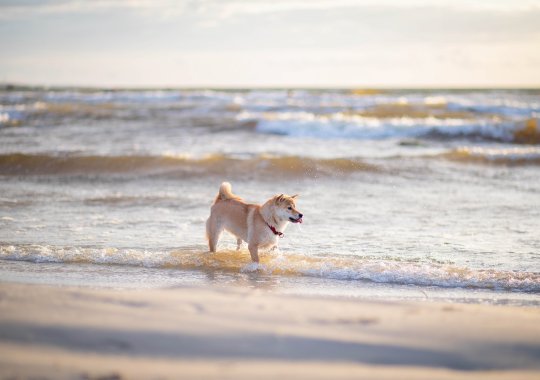 De top honden-vriendelijke stranden in Italië